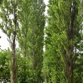 写真: 北大ポプラ並木