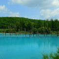 写真: 青い池（左側）