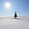 写真: クリスマスツリーの木
