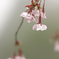桜の花よ