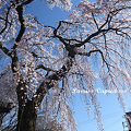 写真: 醍醐寺の桜