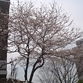 写真: 2009年桜その２