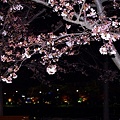 写真: ヨンジ公園夜桜1