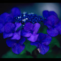 写真: 紫陽花(アジサイ)