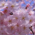写真: 名もなき桜‥。