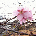 写真: 桜開花しました(^^　磐田市　海老塚公園