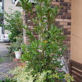 写真: 月桂樹の鉢植え
