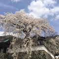 写真: 大糸桜