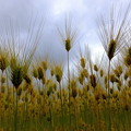 写真: 麦 ＞：＜ 収穫近し DSCF4359