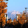 写真: 剣岳の見える銀杏並木