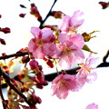 河津桜咲く