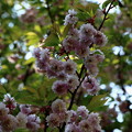 写真: 兼六園菊桜