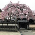 写真: IMG_2598　しだれ桜