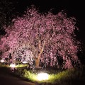 写真: DSC_3567 　枝垂桜のライトアップ