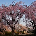 写真: DSC_3940 　枝垂桜