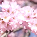 枝垂れ桜　IMG_3163
