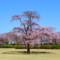 一本の枝垂れ桜　IMG_3166
