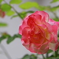 写真: 庭のバラ（3）