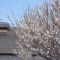 Photos: 浅き春