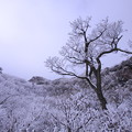 ☆霧氷樹