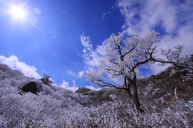 写真: ☆霧氷樹