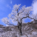 写真: ☆霧氷樹?