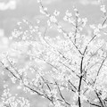写真: 理想の桜