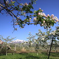 写真: りんご畑のりんご花と岩木山