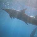 写真: hawaiian spinner dolphins