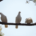 写真: 白い鳩