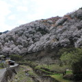 山里の桜1