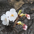 写真: 胴咲き桜3