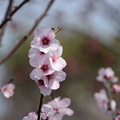 写真: 桜2
