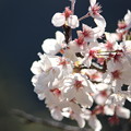 写真: 桜7