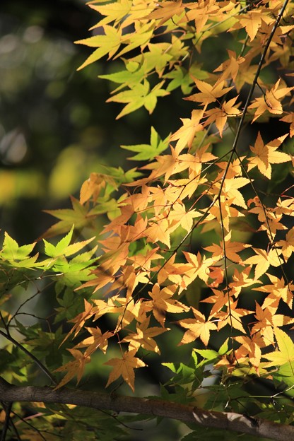 写真: 白馬渓の黄葉