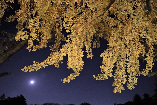 写真: 銀杏と満月