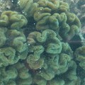 写真: 3.5珊瑚の日