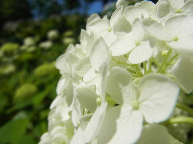 アメリカ・ノリノキ　純白の花アナベル