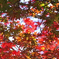 写真: 街路樹の紅葉