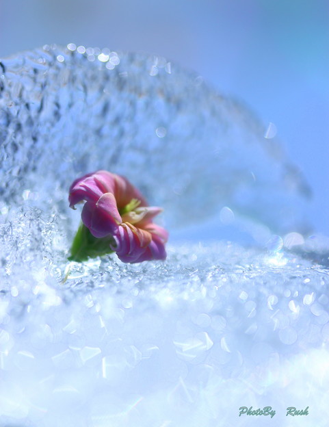 写真: 氷と花＾＾