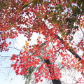 写真: 秋色紅葉