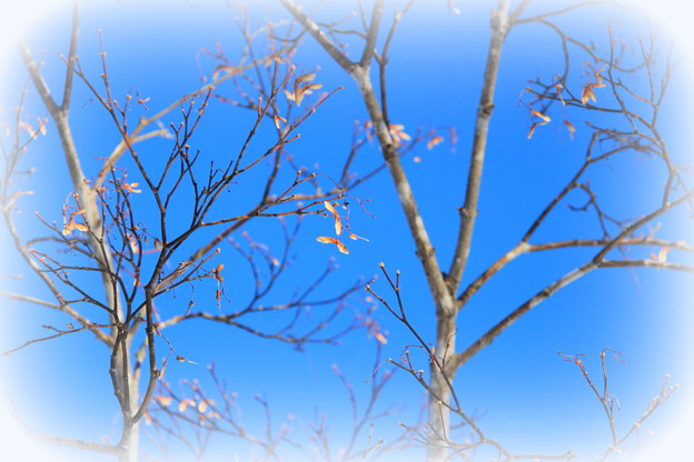 写真: 冬の青空とプロペラ