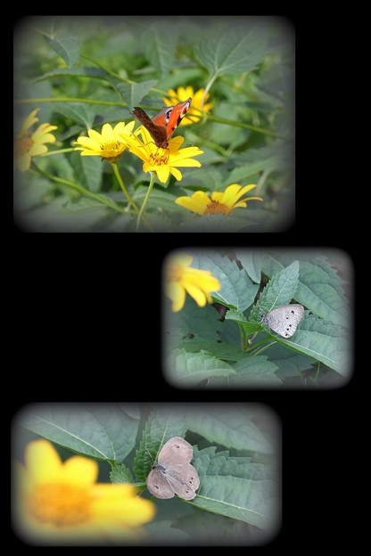 写真: 蝶の訪問平成30年秋