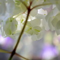 白き紫陽花