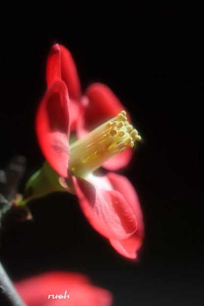 写真: 木瓜の花