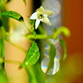 写真: ミニナンバンの花咲く頃