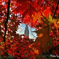 写真: 紅葉に囲まれるタワー