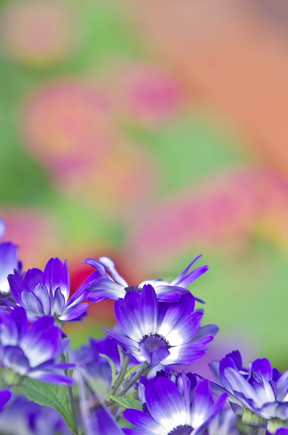 写真: 早春の花