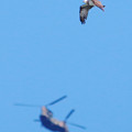 写真: ミサゴとヘリコプター