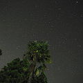 写真: 棕櫚と星空